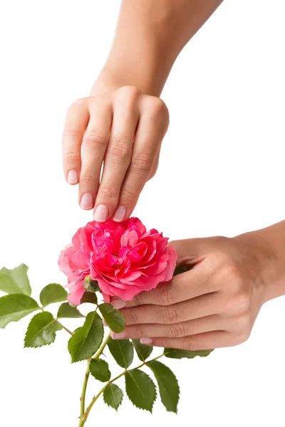 Well Groomed Female Hands Holding Pink Rose — Stock Photo, Image