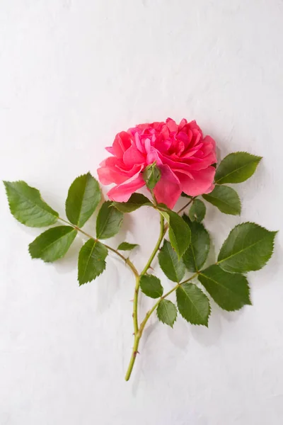 Gyönyörű Rózsaszín Rózsa Fehér Háttér — Stock Fotó