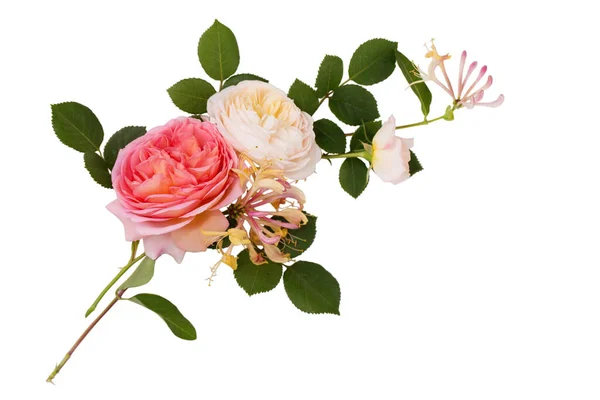 Beautiful Composition English Roses Lavender Light Background — Stock Photo, Image