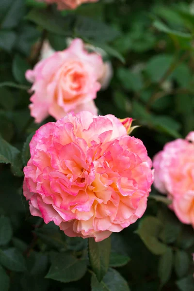 Blooming Fragrant Pink Roses Garden Close — Stock Photo, Image