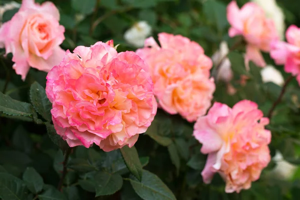 Kvetoucí Vonné Růžové Růže Zahradě Detailní Záběr — Stock fotografie