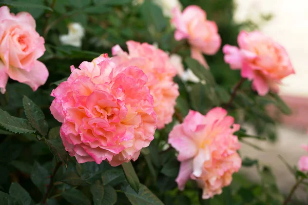 정원의 분홍빛 클로즈업 — 스톡 사진