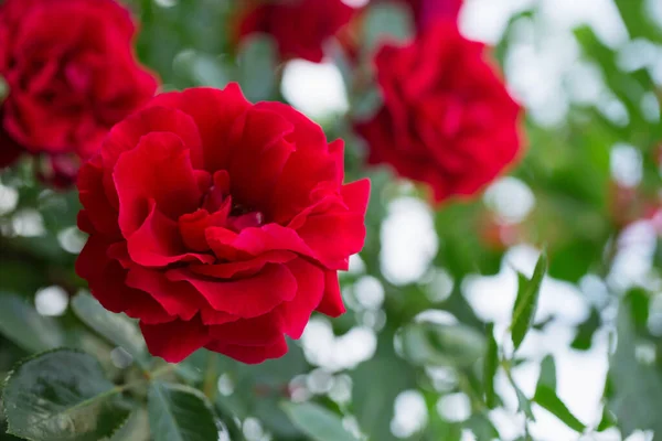 Ανθισμένα Κόκκινα Τριαντάφυλλα Στον Κήπο Κοντά — Φωτογραφία Αρχείου