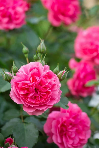 Floração Rosas Rosa Perfumadas Jardim Close — Fotografia de Stock