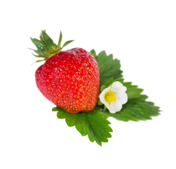 Saftige Reife Große Erdbeere Mit Blume Und Blatt Isoliert Auf — Stockfoto