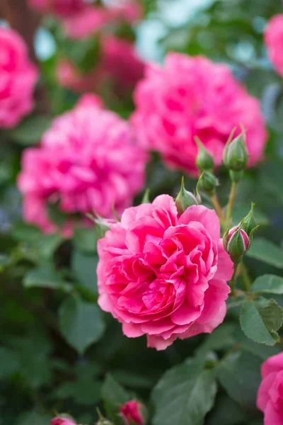 Floração Rosas Rosa Perfumadas Jardim Close — Fotografia de Stock