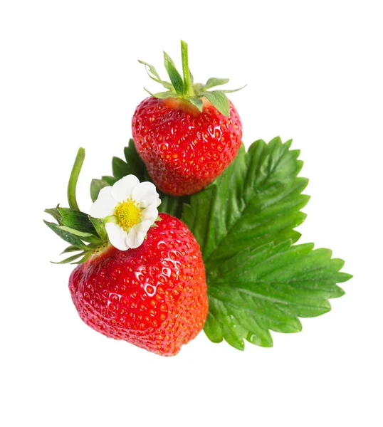 Sappige Rijpe Grote Aardbeien Met Bloem Blad Geïsoleerd Witte Achtergrond — Stockfoto