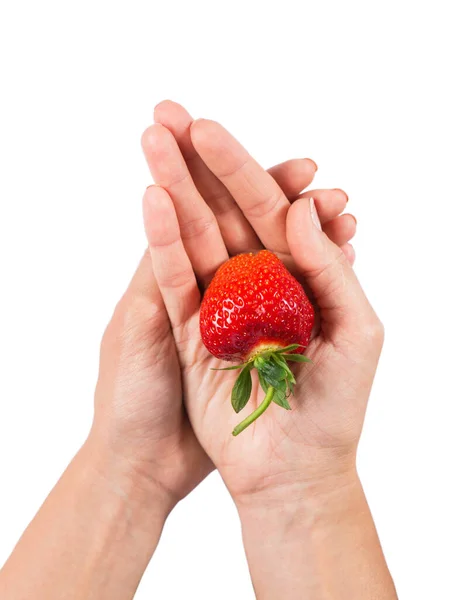 Vrouwelijke Handen Met Sappige Rijpe Grote Aardbeien Geïsoleerd Witte Achtergrond — Stockfoto