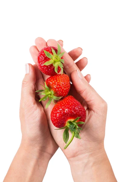 Vrouwelijke Handen Met Sappige Rijpe Grote Aardbeien Geïsoleerd Witte Achtergrond — Stockfoto