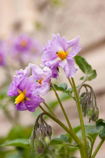 ベージュ地に美しい紫色のジャガイモの花 — ストック写真