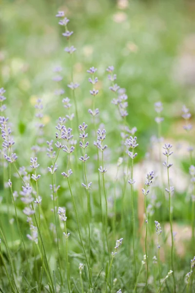 Kleine Delicate Lavendelsteentjes Tuin — Stockfoto