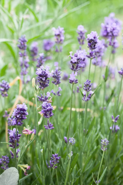 Small Delicate Peduncles Lavender Garden — Stock Photo, Image