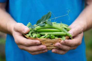 Bir adam elinde taze taze bezelye dolu bir üzüm sepeti tutuyor, yakın plan.