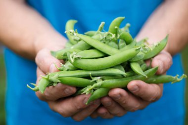 Bir adam elinde taze taze bir bezelye tutar, yakın plan.
