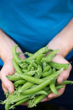 Bir adam elinde taze taze bir bezelye tutar, yakın plan.