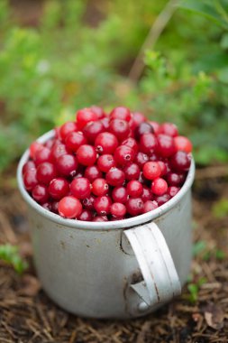 Kızılcık ağacının yanındaki bahçede, eski metal bardakta olgun, sulu kızılcık.