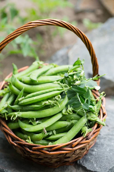 stock image Ripe fresh green peas in a wicker basket on a rustic background