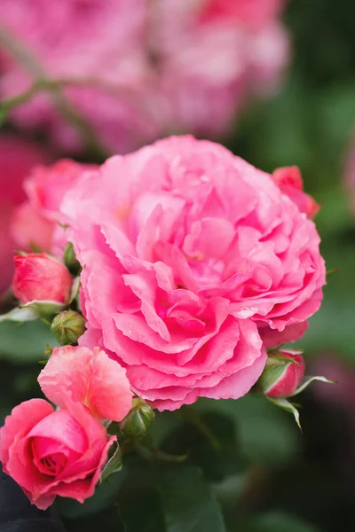 夏の庭にピンクの香りのバラが咲きます — ストック写真