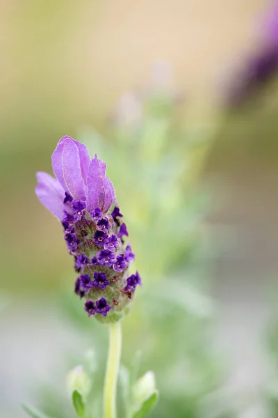 Paarse Geurige Lavendel Bloeit Een Zonnige Zomertuin — Stockfoto