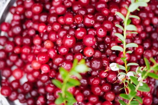 Ripe Juicy Cranberries Twigs Garden — Stock Photo, Image