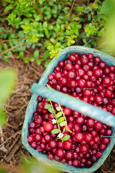 Cranberries Baga Silvestre Azedo Uma Cesta Vime Azul Jardim Perto — Fotografia de Stock