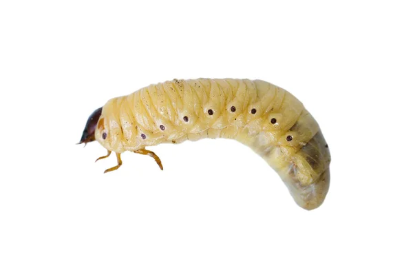 Grande Larva Gordura Maybug Isolado Fundo Branco Vista Superior — Fotografia de Stock