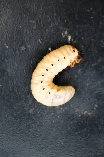 Larva Grande Maybug Fundo Preto Vista Superior — Fotografia de Stock