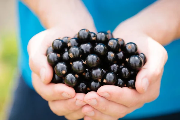 Man Holds Ripe Black Currants His Hands Close — Stock Photo, Image