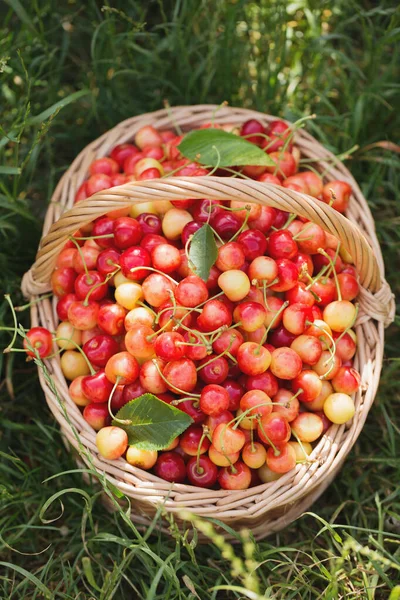 一个大柳条筐 花园里的草地上挂着成熟的甜樱桃 — 图库照片