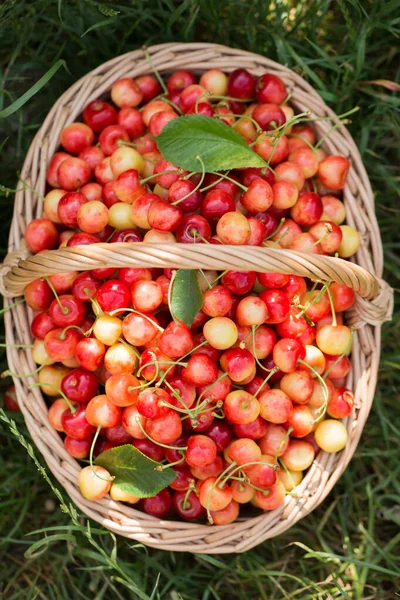 一个大柳条筐 花园里的草地上挂着成熟的甜樱桃 — 图库照片