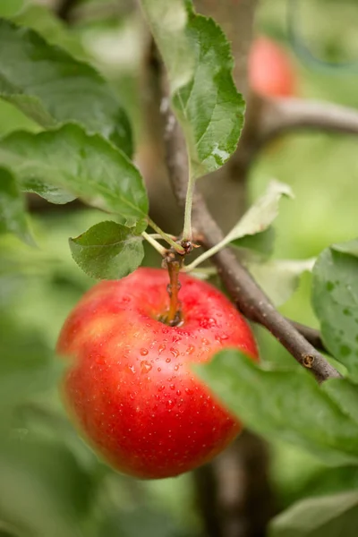 Czerwone Dojrzałe Jabłka Kroplami Deszczu Wiszącymi Gałęzi — Zdjęcie stockowe