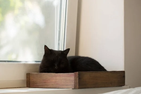 Beautiful black cat in a wooden box on the window