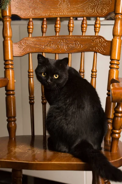 Portrait of a black cat sitting on a vintage chair