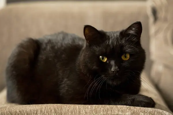 Όμορφη Μαύρη Γάτα Ξεκουράζεται Στον Καναπέ Royalty Free Εικόνες Αρχείου