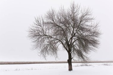 Minimalist tek renkli kış karlı manzarası, kırsal kesimde doğa.