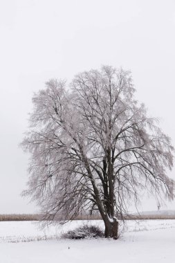 Minimalist tek renkli kış karlı manzarası, kırsal kesimde doğa.