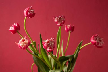 Pembe arka planda mavi bir metal sürahide pembe Terry laleleri.