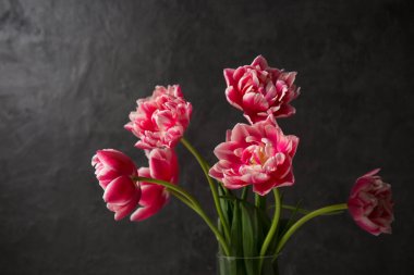 Koyu arkaplanda şeffaf bir vazoda pembe Terry laleleri.