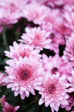 Bahçede küçük, güzel bir buket pembe kasımpatı, yakın plan.