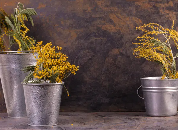 Branches of mimosa in metal buckets on a metal background