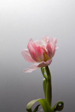 Açık arkaplanda pembe bir lale çiçeği