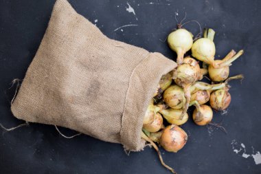 Küçük bir çuval bezinde organik soğan hasat et.