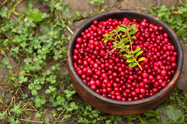 Fresh vitamin lingonberry in the wooden bowl in the garden