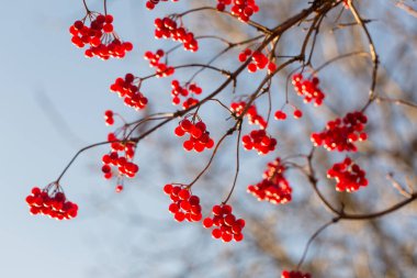 Sonbahar bahçesinde parlak kırmızı sulu, olgun viburum