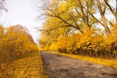 Güzel, aydınlık, sonbahar manzarası boş bir kır yolu boyunca