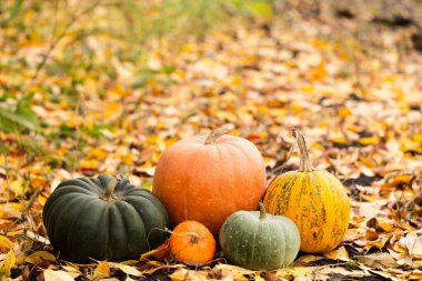 Değişik boyutlarda balkabaklarının, renklerin ve şekillerin oluşturduğu bir grubun yaşamı, yerde sarı yapraklarla bir şenlik ateşinin dumanına karşı.