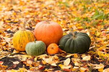 Değişik boyutlarda balkabaklarının, renklerin ve şekillerin oluşturduğu bir grubun yaşamı, yerde sarı yapraklarla bir şenlik ateşinin dumanına karşı.