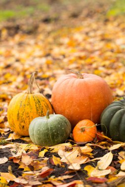 Değişik boyutlarda balkabaklarının, renklerin ve şekillerin oluşturduğu bir grubun yaşamı, yerde sarı yapraklarla bir şenlik ateşinin dumanına karşı.