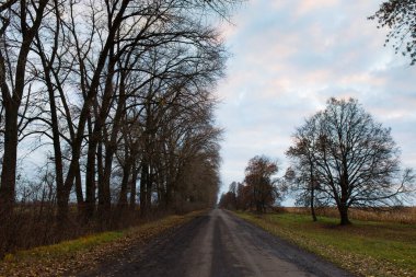 Eski bir köy yolu ve kasvetli çıplak ağaçlar güzel bir şafağın arka planında.