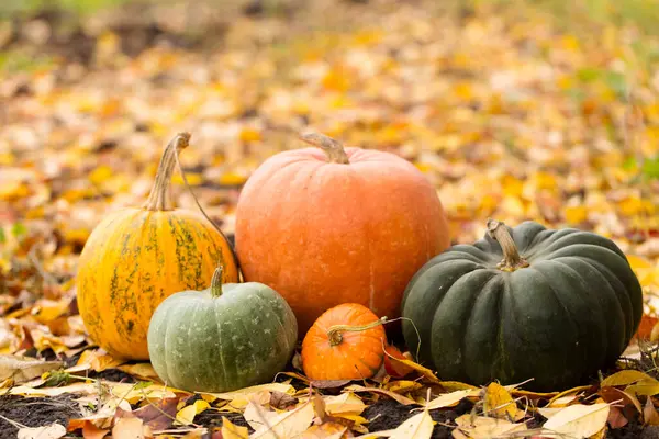 Değişik boyutlarda balkabaklarının, renklerin ve şekillerin oluşturduğu bir grubun yaşamı, yerde sarı yapraklarla bir şenlik ateşinin dumanına karşı.